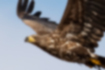 Free images of White-tailed eagle｜「Whole body is brown.」