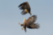 Free images of White-tailed eagle｜「We were fighting.」