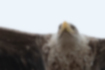 Picture of White-tailed eagle4｜The individual is white from the chest to the face.