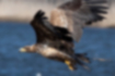 Free images of White-tailed eagle｜「It was carrying something like nesting material.」