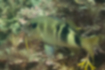 Picture of Manybar goatfish2｜There is a white and black horizontal stripe on the rear of the body.