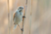Picture of Common Reed Bunting1｜It stays vertically on the reed.