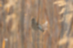 Free images of Common Reed Bunting｜「It was lurking in the reed field.」