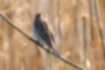 Picture of Common Reed Bunting3｜The body is reddish brown and the tail is 