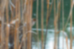 オオジュリンの写真4｜東京港野鳥公園の池のほとりにいました。