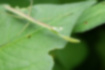 オオカマキリの写真4｜葉の上の幼虫です。
