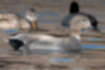 Picture of Gadwall1｜Gray body with small black patterns.