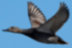 Picture of Gadwall2｜A flying male.