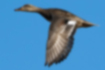 Free images of Gadwall｜「Both males and females have white wing mirrors.」