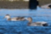 Free images of Gadwall｜「They are swimming side by side.」