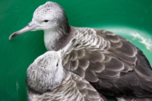 Picture of Streaked Shearwater1｜Two chicks.