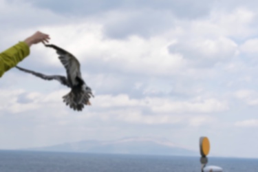 オオミズナギドリの写真｜「自力で飛び立てない雛を高台から飛ばします。」