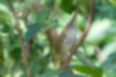 オオムシクイの写真｜「茂みに出入りしていました。」
