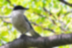 Picture of Azure-winged Magpie1｜The head is pitch black.