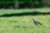 Picture of Azure-winged Magpie2｜Moving back and forth between the ground and the trees.