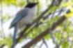 Picture of Azure-winged Magpie4｜The light blue of the tail feathers is beautiful.