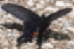 オナガアゲハ | 翅は細長いシルエットをしています。