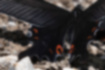 オナガアゲハの写真3｜後翅には三日月形の赤い紋が入ります。