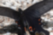 オナガアゲハ | 前翅の黒は若干薄いです。