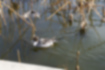 オナガガモの写真2｜池を泳いでいるオスです。