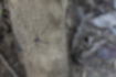 オオナミザトウムシの写真｜「高尾山の木道をあるいていました。」