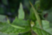 オンブバッタの写真4｜葉を食べています。