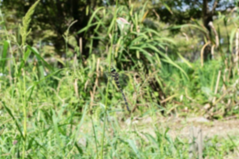 オニヤンマの写真2｜菖蒲畑の横の草むらです。