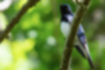 Picture of Blue-and-White Flycatcher2｜It prefers forests along the river.
