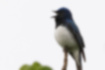 Picture of Blue-and-White Flycatcher3｜The twitter is also beautiful.