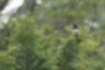 Picture of Blue-and-White Flycatcher4｜It looks black when viewed from the front.