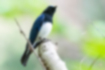 Picture of Blue-and-White Flycatcher5｜It was singing at the tip of a branch.