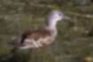 オシドリの写真4｜灰褐色のメスです。