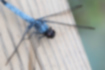 オオシオカラトンボの写真｜「尾の太さがあまり変わりません。」