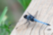 オオシオカラトンボの写真2｜羽の付け根が暗褐色です。