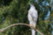 Picture of Northern Goshawk1｜White belly and gray face and back.