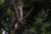 Picture of Northern Goshawk2｜Brown individual.