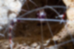 オトヒメエビの写真1｜赤白の体と長い触覚です。