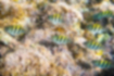 オヤビッチャの写真2｜幼魚が群れていました。
