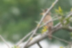 Picture of Oriental reed warbler2｜The inside of the mouth is red.
