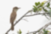 オオヨシキリの写真3｜背面はオリーブ色。顔には過眼線があります。