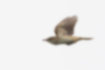 オオヨシキリの写真｜「枝からヨシ原に飛び立ったところです。」
