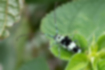 Picture of --2｜It was moving around on the leaves.