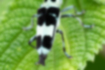 Picture of --4｜The wings are black.