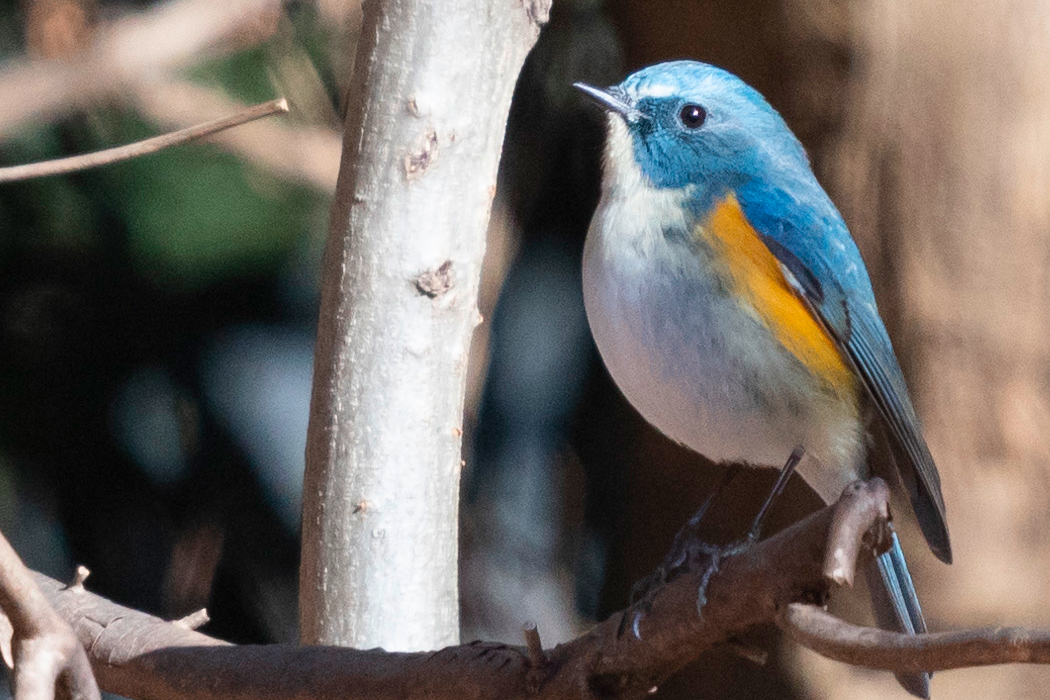 Birds - Red-flanked bluetail and nature tourism - Environmental