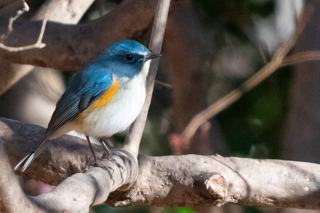 Details : Red-flanked Bluetail - BirdGuides