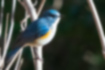 Picture of Red-flanked Bluetail3｜The side of the body is yellow.