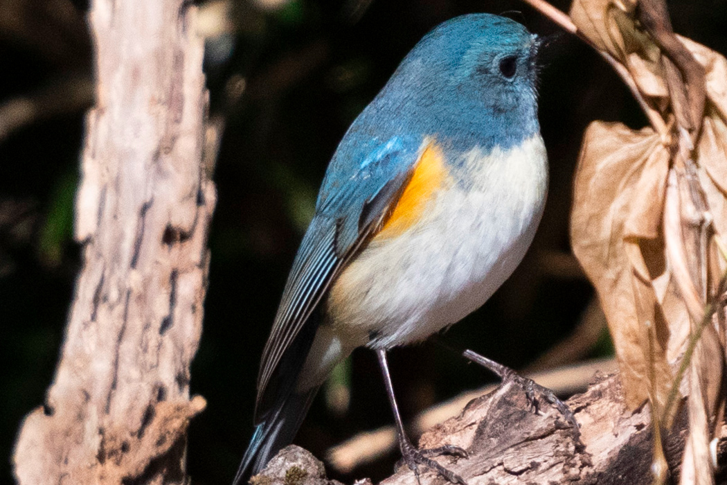 Red-flanked bluetail (Tarsiger cyanurus) - JungleDragon