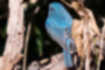 ルリビタキの写真5｜風切羽と尾羽の先は灰色っぽくなっています。