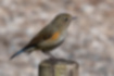 ルリビタキの写真6｜全体的に茶色の幼鳥です。
