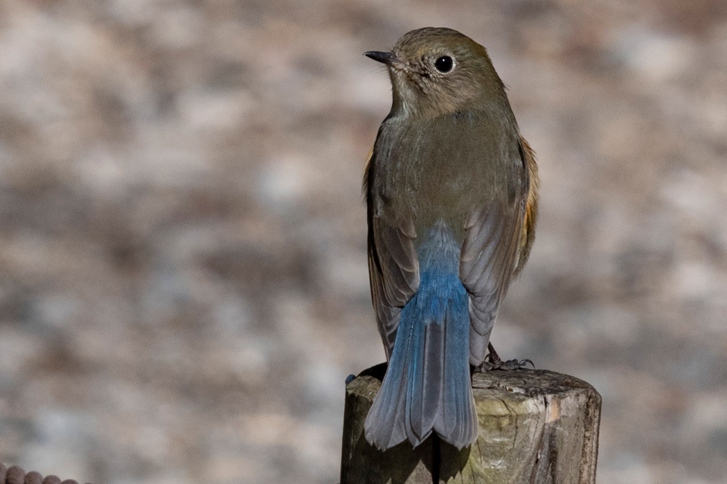 Red-flanked bluetail: A Jewel among Winter Thrushes